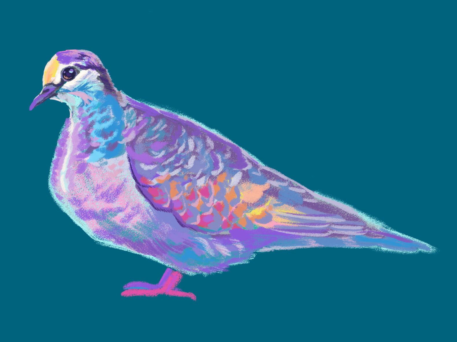 Bronzewing Pigeon